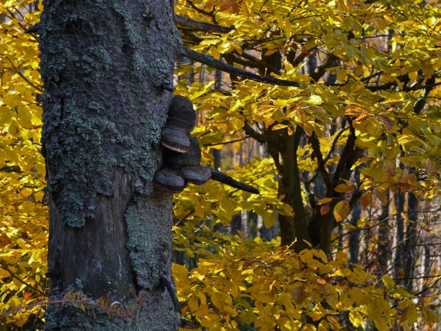 Old woods in Teufelsloch (Devil´s pass)