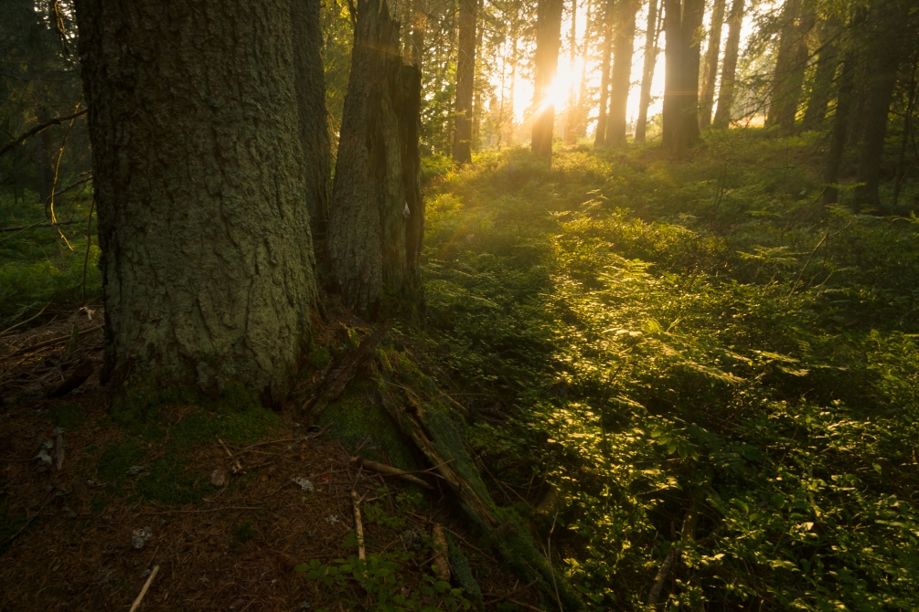Lesy na Bučině