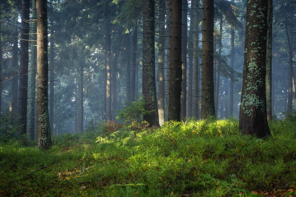 Forest in morning mist