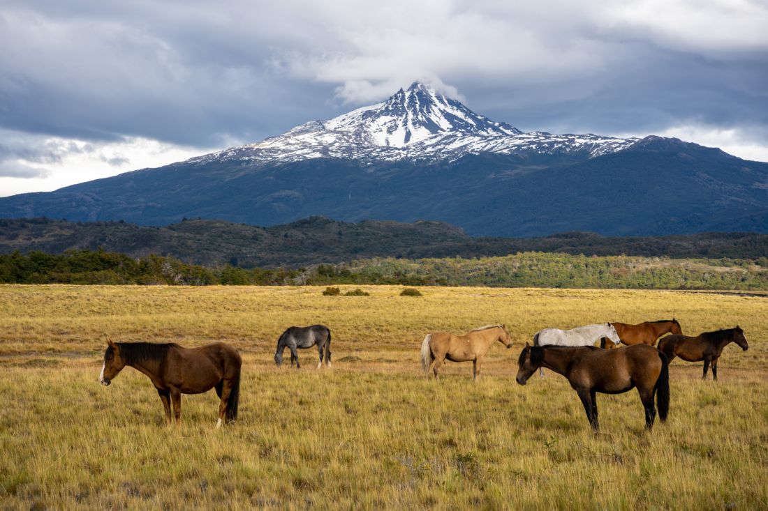 Stáda koní pod Cerro Ferrier.